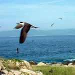 Ngắm hải âu bay lượn trên bãi biển Nha Trang