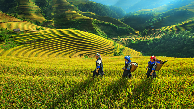 Đến Tả Van ngắm ruộng bậc thang vào mùa nước đổ